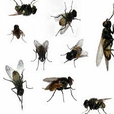 Dịch vụ diệt ruồi - Công Ty Cổ Phần Thương Mại Và Dịch Vụ Quốc Phong